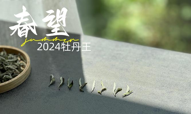 一芽一叶白牡丹花的正确养护方式是什么？