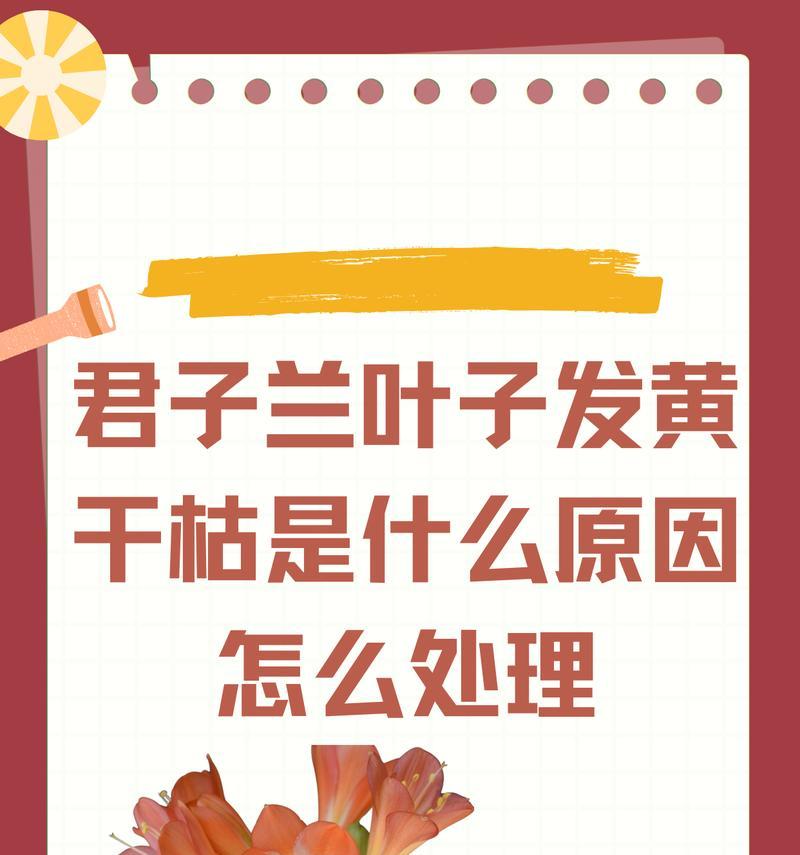 君子兰叶子的打理方法是什么？