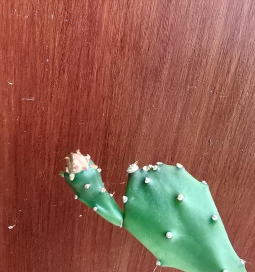 室外栽种仙人掌需要注意什么？如何保持花盆适宜？
