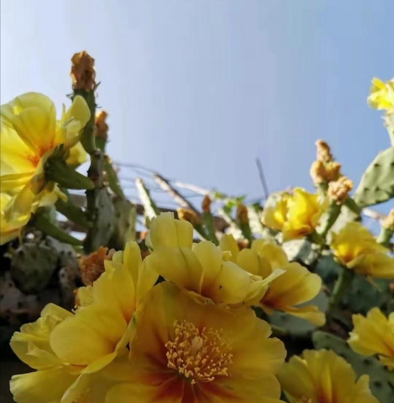 室外栽种仙人掌需要注意什么？如何保持花盆适宜？