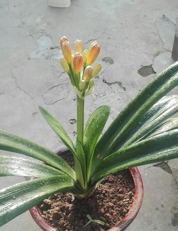 君子兰养成桩后多久会开花？