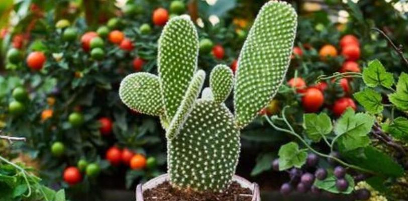 室内种植仙人掌的注意事项有哪些？如何选择合适的盆栽？