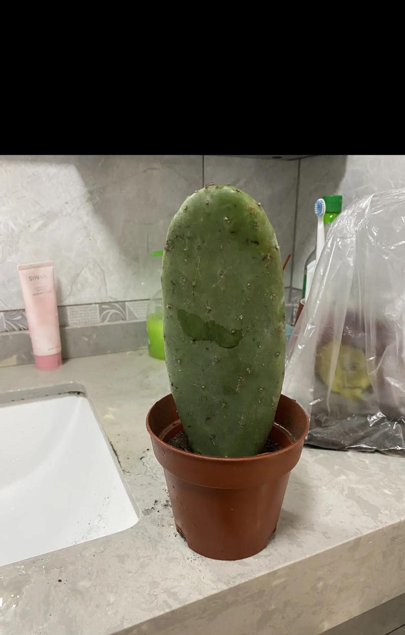 室内种植仙人掌的注意事项有哪些？如何选择合适的盆栽？