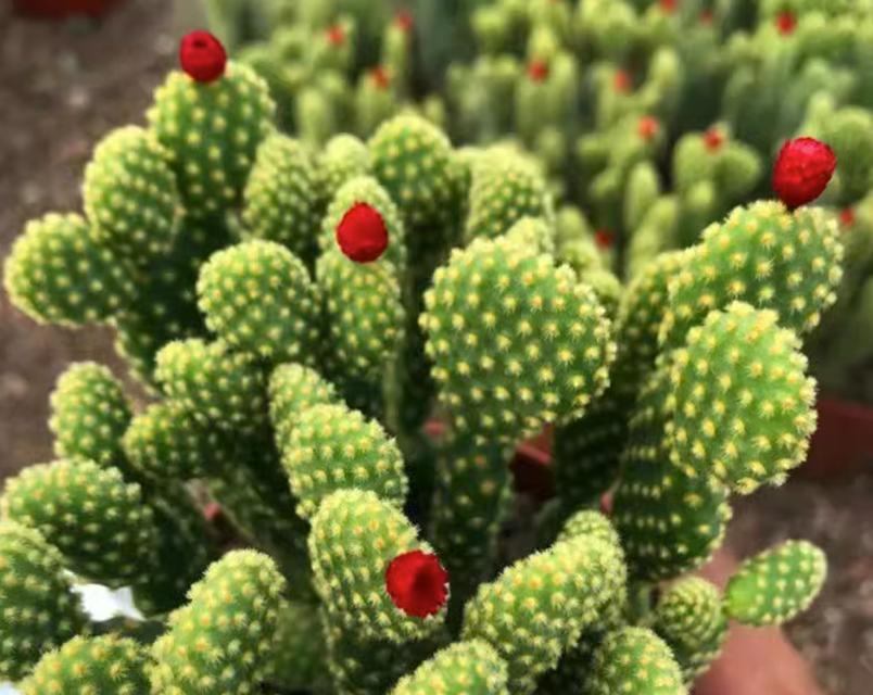 室内种植仙人掌的注意事项有哪些？如何选择合适的盆栽？