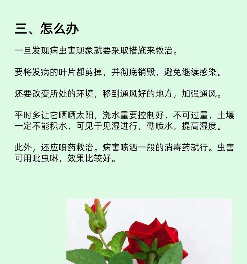 玫瑰花为什么叶子软？叶子软化的原因及解决方法是什么？
