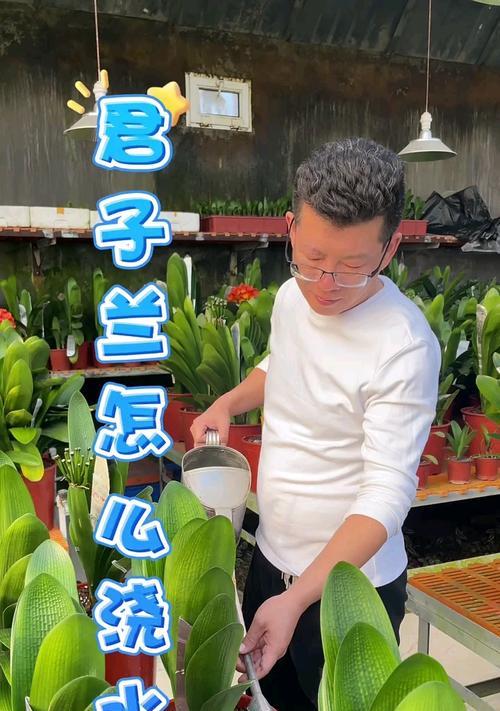 君子兰浇水周期是多久？如何判断其浇水时机？