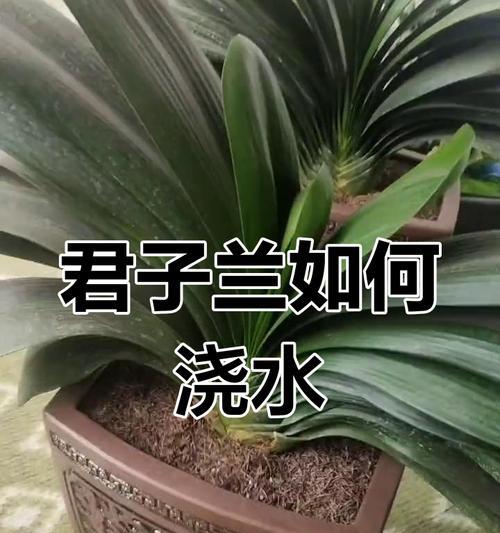 君子兰浇水周期是多久？如何判断其浇水时机？