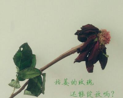 枯萎玫瑰花的复活方法有哪些？