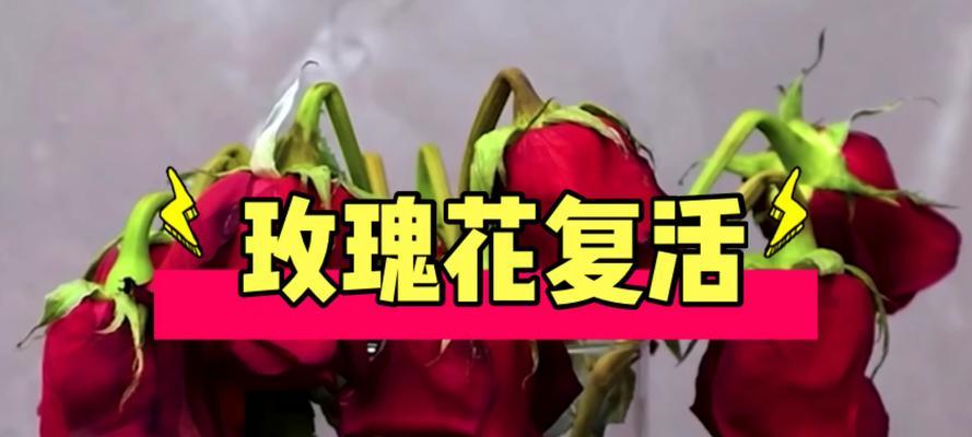枯萎玫瑰花的复活方法有哪些？