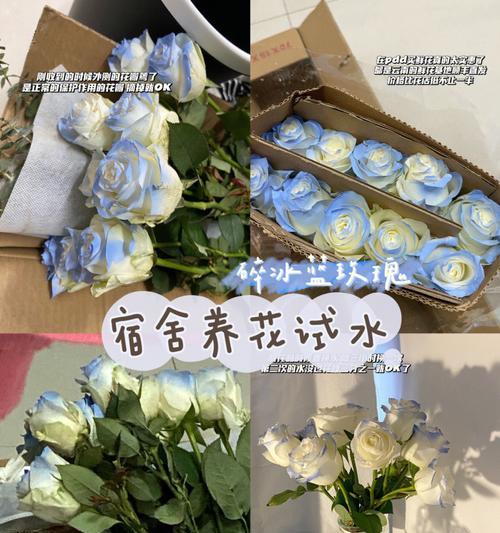 枯萎玫瑰花的复活方法有哪些？