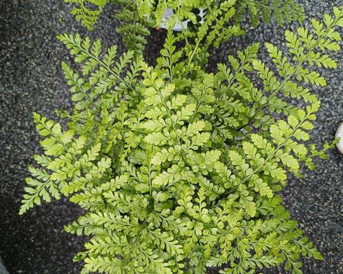 君子兰老蕨根种植方法是什么？需要注意什么？