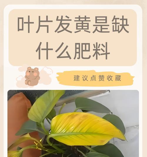 君子兰叶子发黄怎么办？可能的原因有哪些？