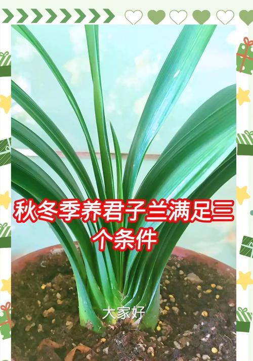 君子兰盆栽养护管理技巧有哪些？
