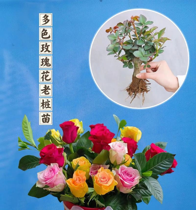 水竹和玫瑰花混合养护的秘诀是什么？