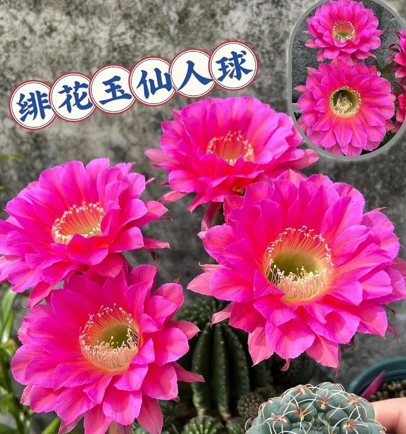 三个仙人球共盆养护技巧是什么？