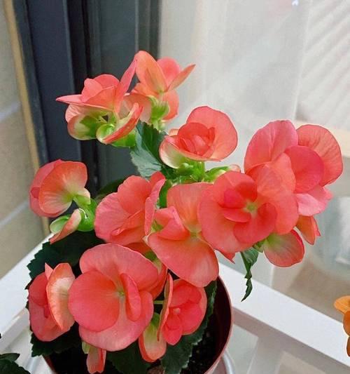 玫瑰花海棠花的种植方法是什么？需要注意哪些事项？