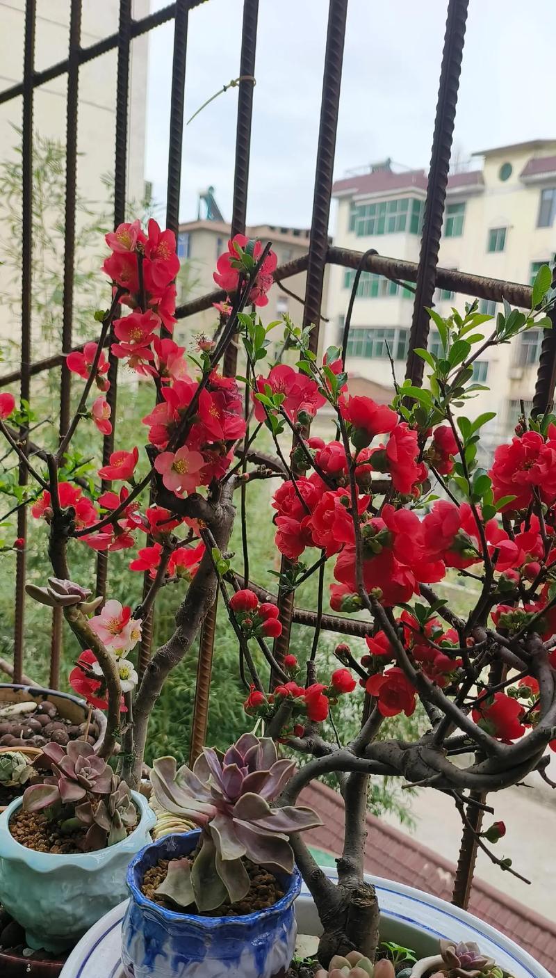 玫瑰花海棠花的种植方法是什么？需要注意哪些事项？
