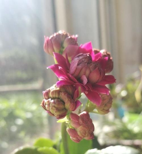 小青菜牡丹花的养殖方法是什么？如何确保其健康成长？