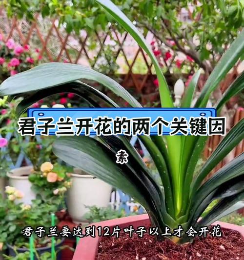 花莲君子兰盆栽的养护方法是什么？