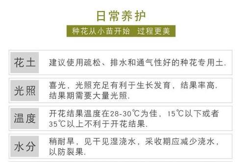 花莲君子兰盆栽的养护方法是什么？