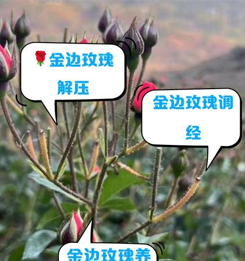 玫瑰花一枝有多少片叶子？如何判断玫瑰花的健康状况？