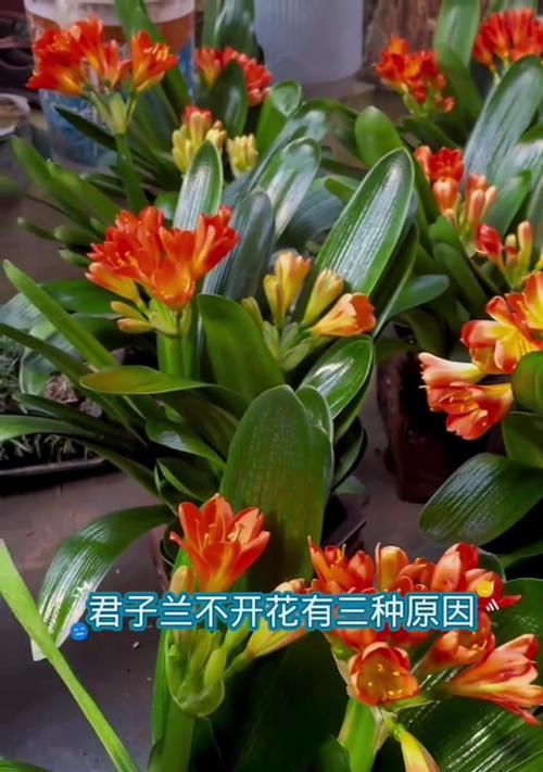 君子兰需要养多久才能开花？有哪些因素影响开花时间？