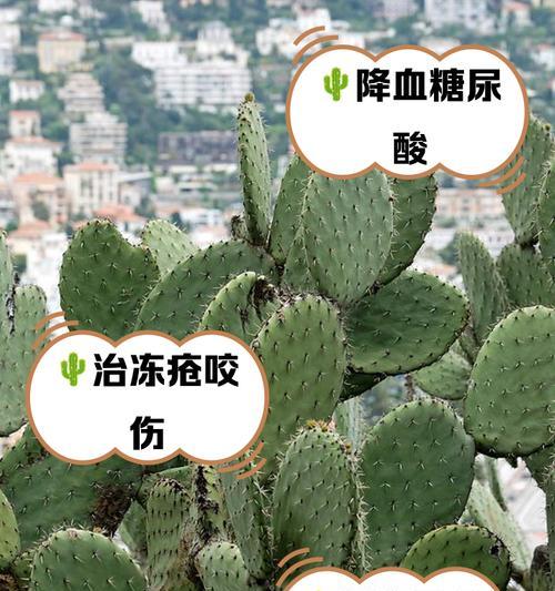 黄瀛子仙人掌的种植步骤是什么？怎样确保成活率？