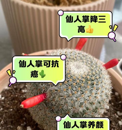 黄瀛子仙人掌的种植步骤是什么？怎样确保成活率？