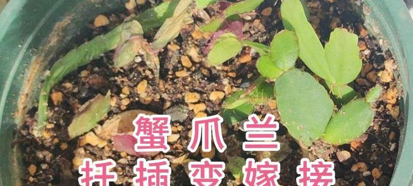 地栽仙人掌扦插提高成活率的技巧是什么？