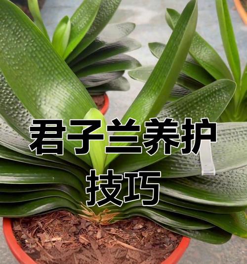 君子兰可以用碎石养吗？正确的养护方式是什么？