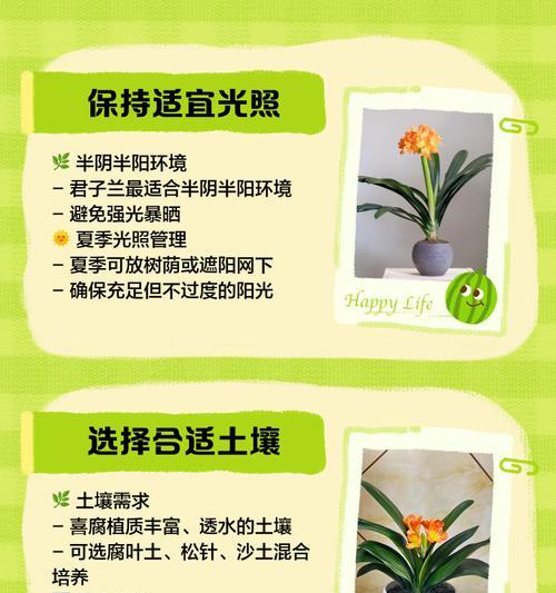君子兰白绿花的养护和浇水方法是什么？