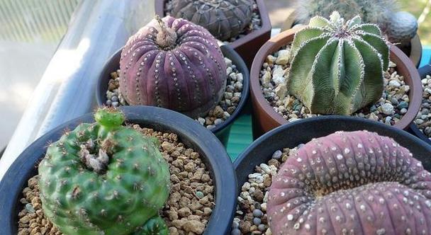 种仙人球适合使用哪种肥料？如何为仙人球选择合适的肥料？