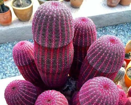 种仙人球适合使用哪种肥料？如何为仙人球选择合适的肥料？