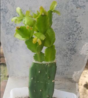 仙人掌百年草的养护方法是什么？如何管理才能长得更好？