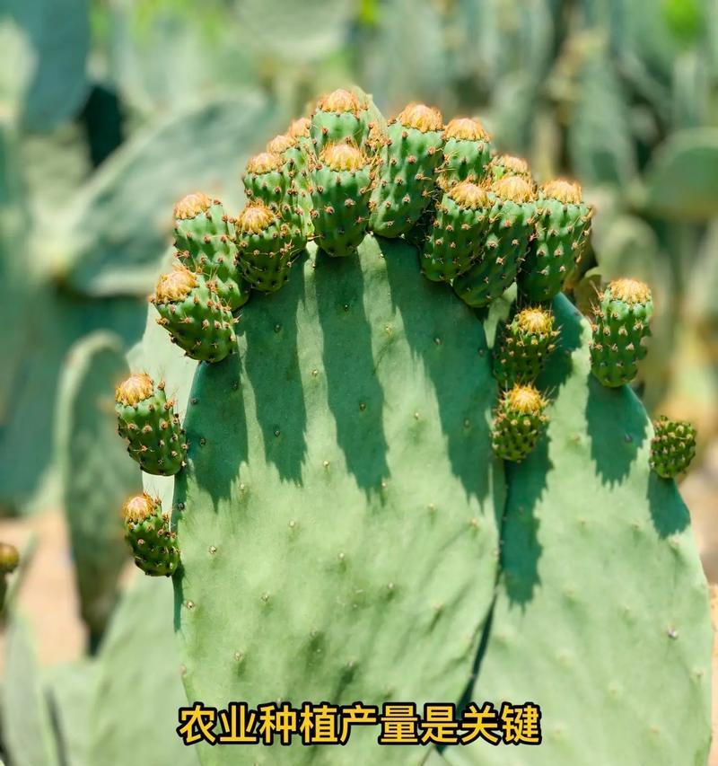 仙人掌果锦鲤的养殖要点是什么？如何确保其健康成长？
