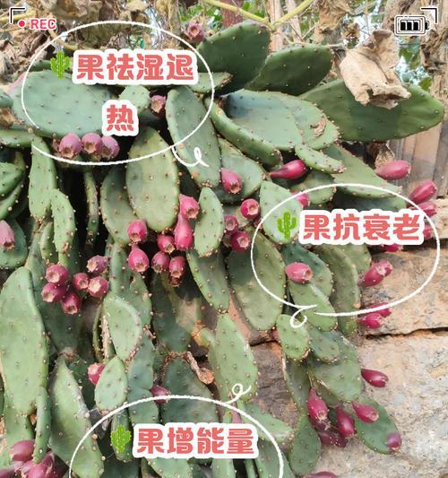 仙人掌果锦鲤的养殖要点是什么？如何确保其健康成长？