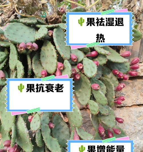 仙人掌果锦鲤的养殖要点是什么？如何确保其健康成长？