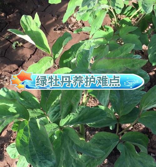 牡丹花只长叶不长茎的原因是什么？如何解决？
