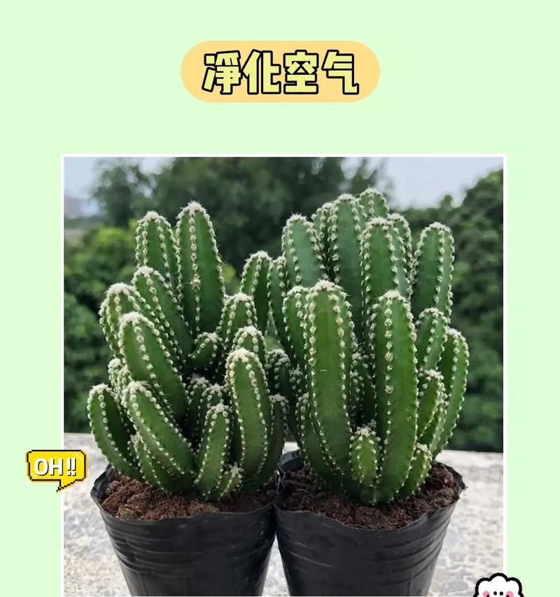 如何养出锦球仙人球？