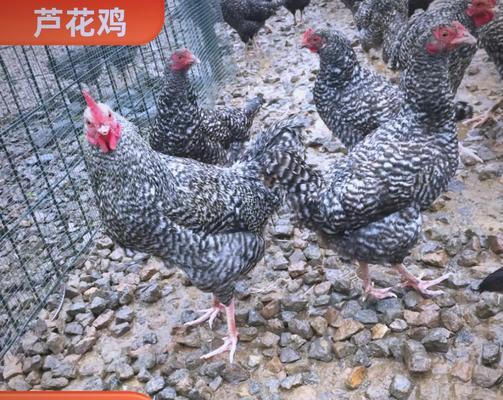 小鸡玫瑰花属于哪个品种？有何特性？