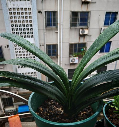 君子兰在寒冷环境下如何养护？浇水频率和量是多少？