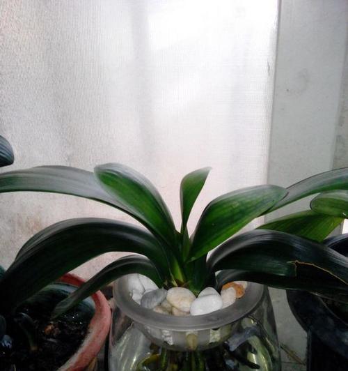 君子兰假鳞茎水培的正确养护方法是什么？