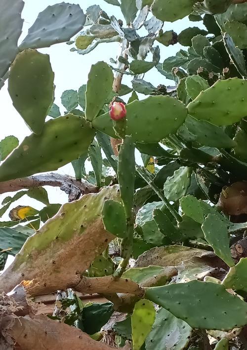 大型仙人掌树如何种植才能存活？有哪些要点？
