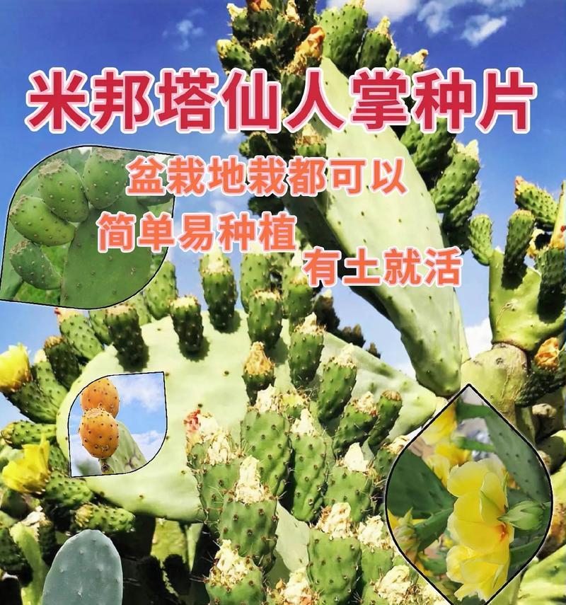 大型仙人掌树如何种植才能存活？有哪些要点？