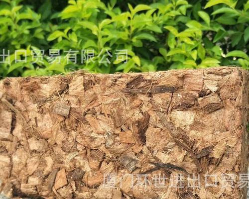 君子兰椰壳砖种植技巧是什么？