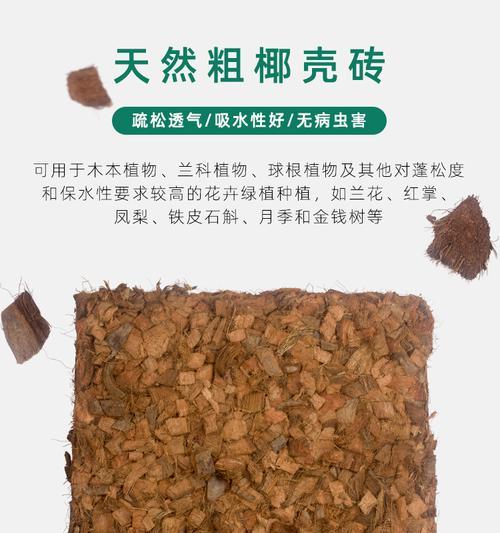 君子兰椰壳砖种植技巧是什么？