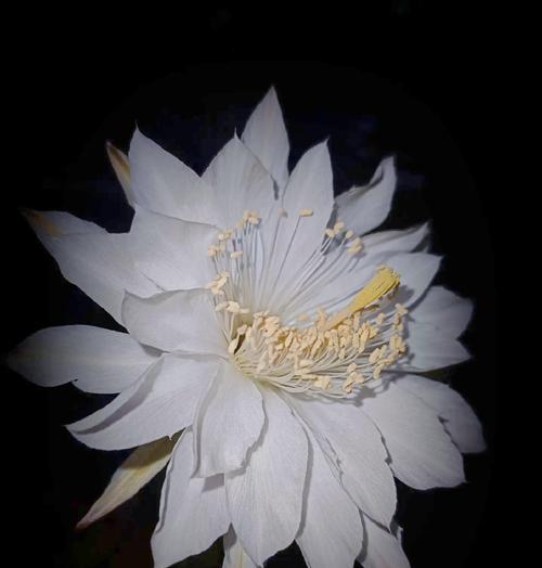 仙人球开花的寓意和象征意义？