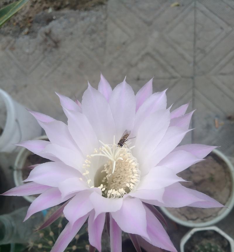 仙人球开花的寓意和象征意义？