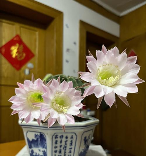 仙人球开花的寓意和象征意义？