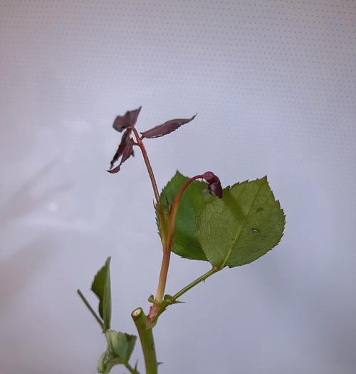 水苔扦插玫瑰花的正确步骤是什么？